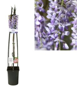 Wisteria Sinensis +light Label