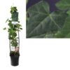 Hedera Hibernica +light Label