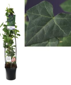 Hedera Hibernica +light Label