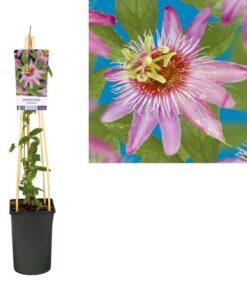 Passiflora ‚Anastasia‘ +light Label