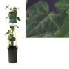 Hedera Hibernica +light Label