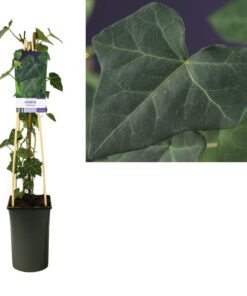 Hedera Hibernica +light Label