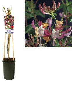 Lonicera Per. ‚Serotina‘ +light Label