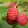 Rubus Idaeus ‚Willamette‘ +light Label