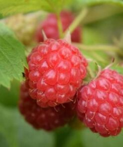 Rubus Idaeus ‚Willamette‘ +light Label