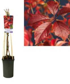 Parthenocissus ‚Engelmannii‘ +light Label