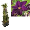 1 M. Privacy Mix Hedera + Clematis ‚Romantika‘ +label