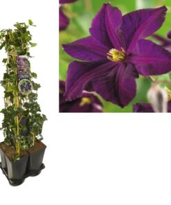 1 M. Privacy Mix Hedera + Clematis ‚Romantika‘ +label