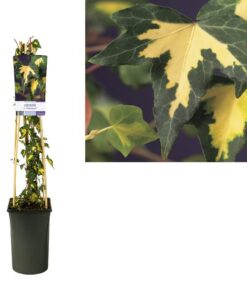 Hedera H. ‚Goldheart‘ +light Label