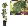 Hedera ‚Gloire De Marengo‘ +light Label