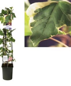 Hedera ‚Gloire De Marengo‘ +light Label