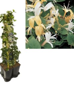 1 M. Privacy Mix Hedera + Clematis ‚Hall’s Prolific‘ +label