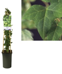 Hedera Helix +light Label