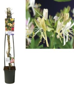 Lonicera Per. ‚Belgica Select‘ +light Label