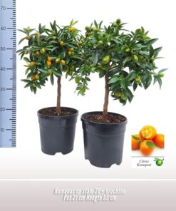 Kumquat Op Stam