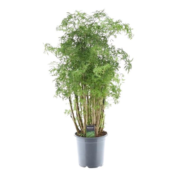 Polyscias Hawaiiana Ming – 100 cm – Ø24cm