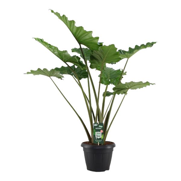 Alocasia Portodora – 140 cm – Ø 34 cm