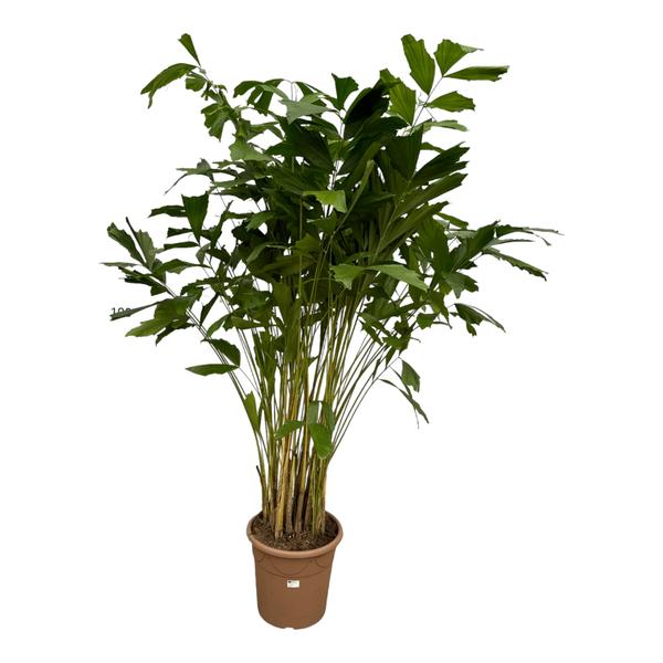 Caryota Mitis – Fischschwanzpalme – ↕210 cm – Ø40 cm