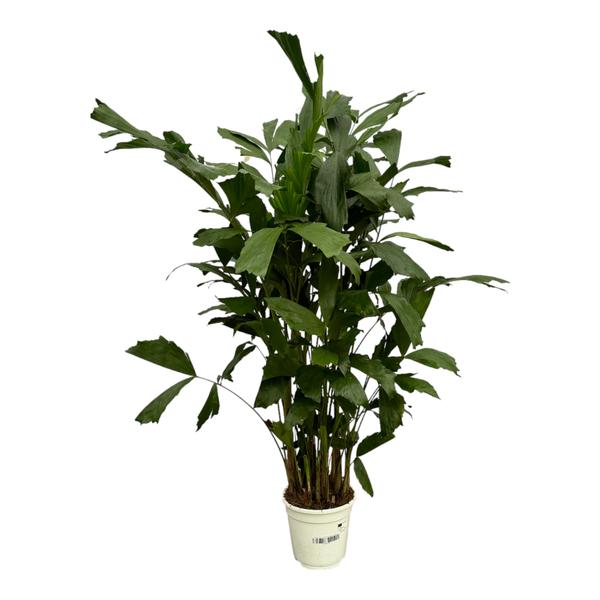 Caryota Mitis – 120 cm – Ø19cm