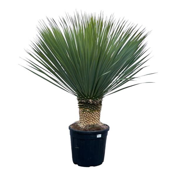 Yucca Rostrata – 140 cm – Ø50cm