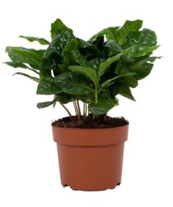 Coffea Arabica 12cm – Ø12cm – ↕22cm