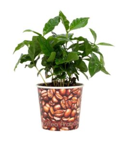 Coffea Arabica 12cm – Beker Koffiebonen – Ø12cm – ↕22cm