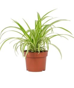 Chlorophytum Variegatum 12cm – Ø12cm – ↕25cm