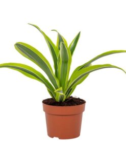 Dracaena Lemon Lime 12cm – Ø12cm – ↕27cm