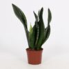 Sansevieria Whitney 12cm – Ø12cm – ↕27cm