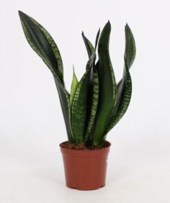 Sansevieria Whitney 12cm – Ø12cm – ↕27cm