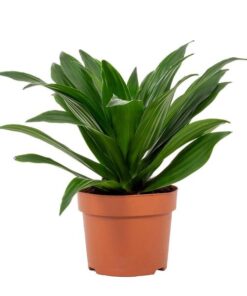 Dracaena Compacta 12cm – Ø12cm – ↕28cm