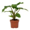 Alocasia Low Rider 12cm – Ø12cm – ↕30cm