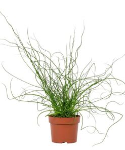 Juncus Liebeslocken 12cm – Ø12cm – ↕35cm