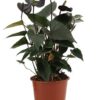 Anthurium Black Love In Transparant Sleeve – Ø 12 cm – ↕ 36 cm