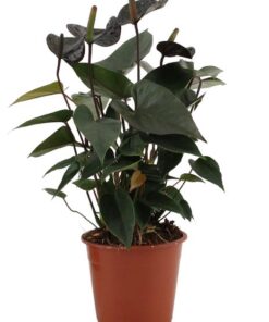 Anthurium Black Love In Transparant Sleeve – Ø 12 cm – ↕ 36 cm