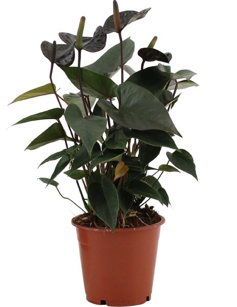 Anthurium Black Love In Transparant Sleeve – Ø 12 cm – ↕ 36 cm