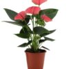 Anthurium Sweet Dream In Transparant Sleeve – Ø12 cm – ↕36 cm