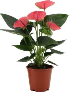 Anthurium Sweet Dream In Transparant Sleeve – Ø12 cm – ↕36 cm