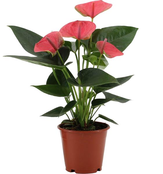 Anthurium Sweet Dream In Transparant Sleeve – Ø12 cm – ↕36 cm