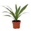 Dracaena Warneckei 12cm – Ø12cm – ↕40cm