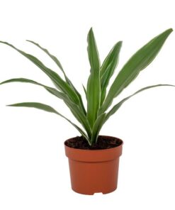 Dracaena Warneckei 12cm – Ø12cm – ↕40cm