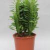 Euphorbia Trigona – Ø12cm – ↕40cm