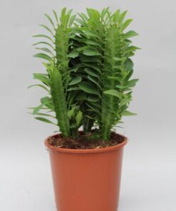 Euphorbia Trigona – Ø12cm – ↕40cm