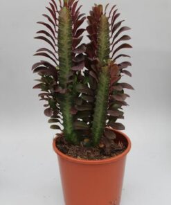 Euphorbia Trigona Rubra – Ø12cm – ↕40cm