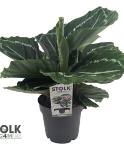 Calathea Roseopicta Grün – Ø14 cm – ↕40 cm