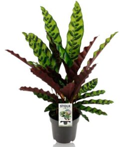 Calathea Lancifolia Insignis – Ø14cm – ↕45cm