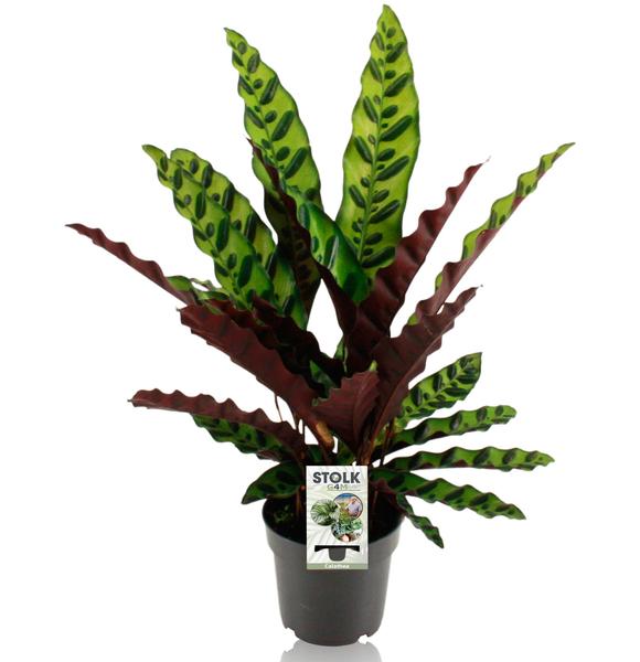 Calathea Lancifolia Insignis – Ø14cm – ↕45cm