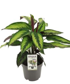 Calathea Majestica Princeps – Ø14cm – ↕45cm