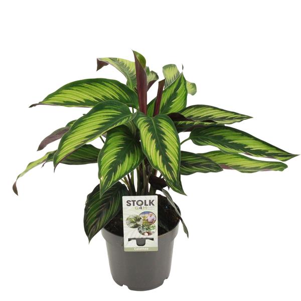 Calathea Majestica Princeps – Ø14cm – ↕45cm