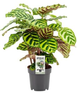 Calathea Makoyana – Ø14cm – ↕45cm